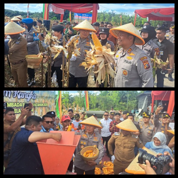 Dukung Swasembada Pangan, Kapolda Riau Lakukan Panen Raya Jagung Pipil di Pelalawan