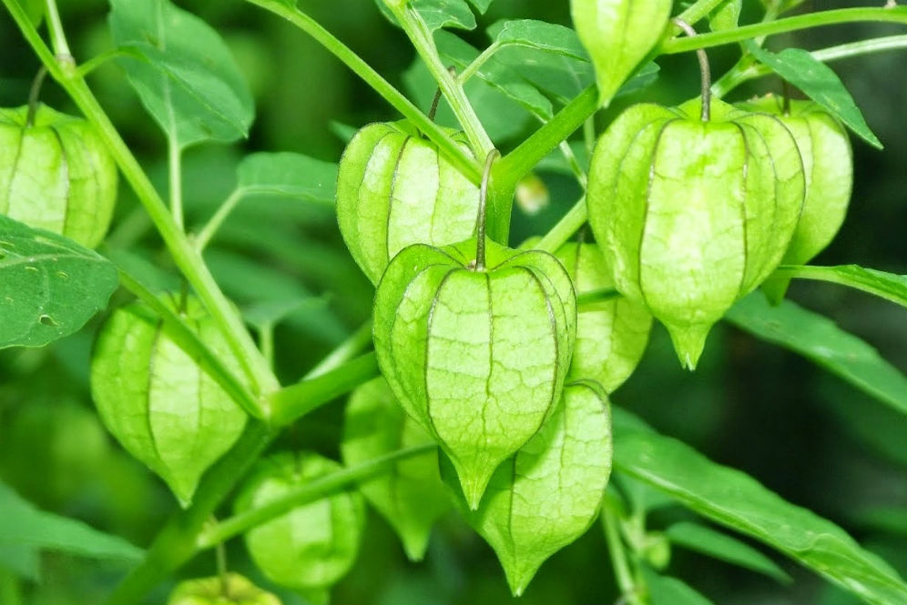 Manfaat Besar Buah Ciplukan