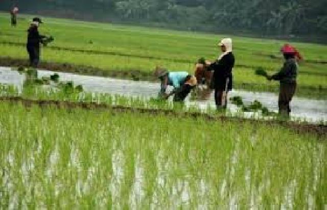 Distan Inhu Galakkan Penanaman Padi
