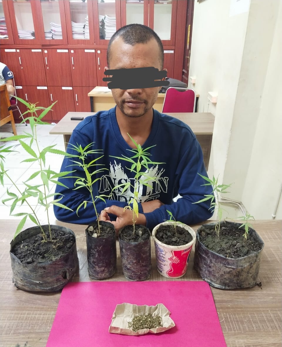 Tanam Batang Ganja, Mali di Polisikan