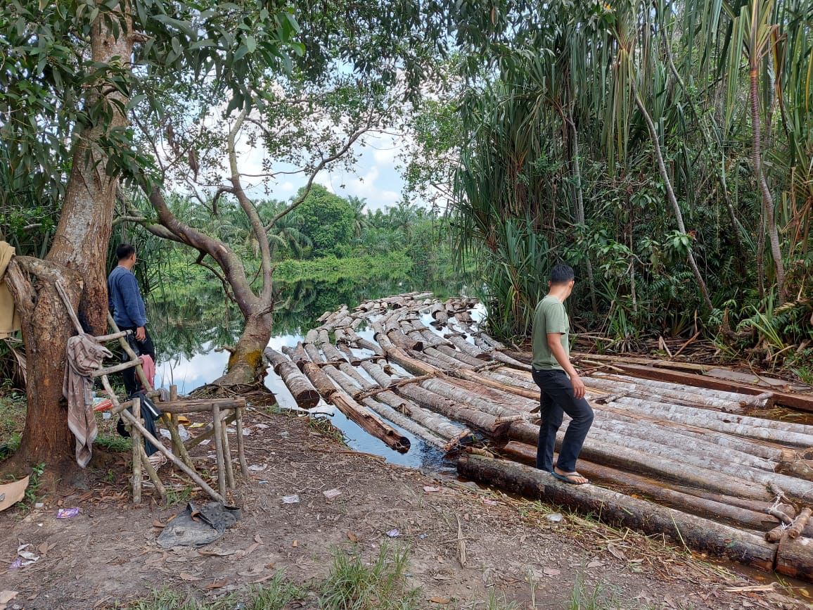 Polda Riau Amankan Ratusan Tual Kayu Illegal Logging dan Komplotan Mafia Mat Ari alias Anak Jenderal