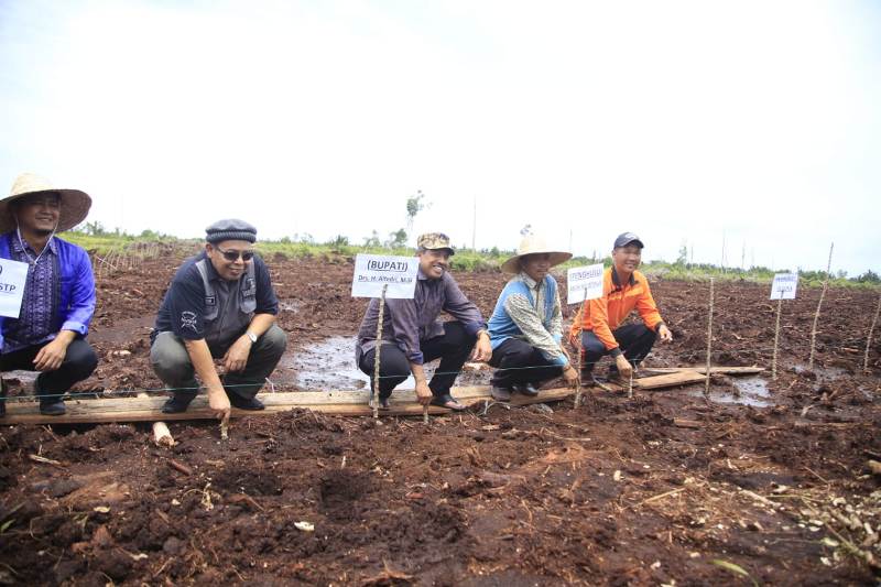 Bupati Alfedri Tanam Perdana Ubi Kayu Racun di Dusun III Sungai Mungkal