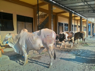 Dibanding Tahun Lalu, Qurban Tahun Ini Mengalami Penurunan