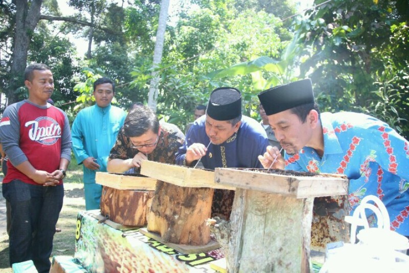 Duo Madu Kelulut - Durian Lalang, Jadi Magnet Ekowisata Sungai Apit