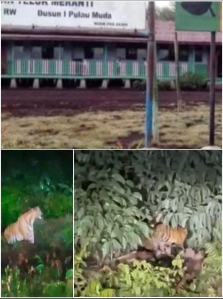 Harimau Induk dan Anak Muncul Tak Jauh dari Sekolah, SDN 016 Teluk Naga Tingkatkan Kewaspadaan