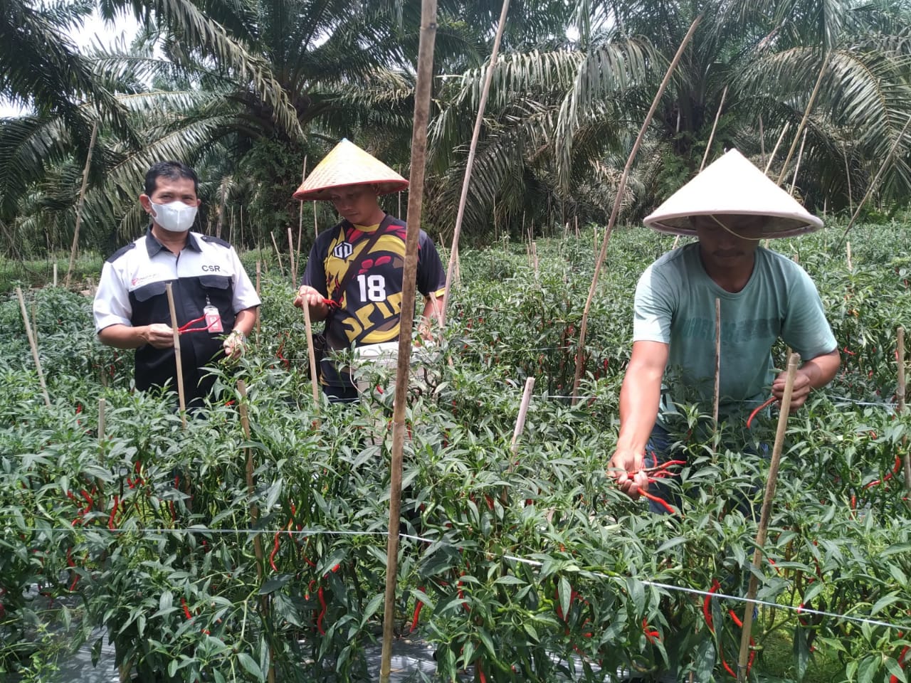 Rifai Akui Uang Cabe Bisa Beli Tanah Dan Rumah