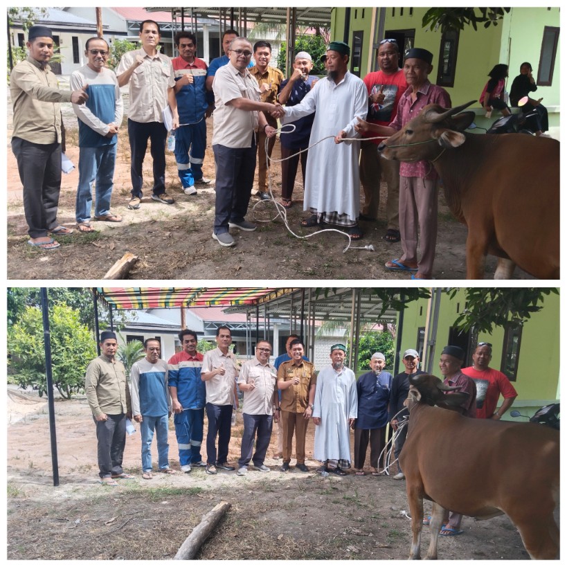PT. TGI Serahkan Sapi Qurban ke RT 08/11 di Jalan Raja Ujung, Ini Kata Lurah Pangkalankerinci Kota