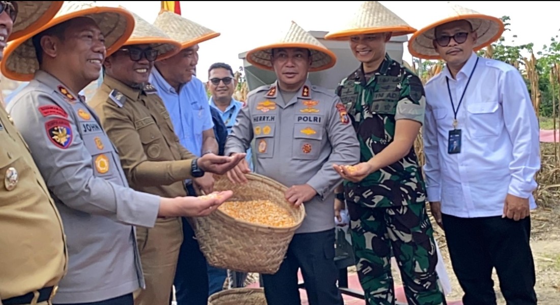 Bupati dan Wabup Pelalawan Ikuti Panen Raya 15 Ton Jagung Pipil Bersama Kapolda Riau