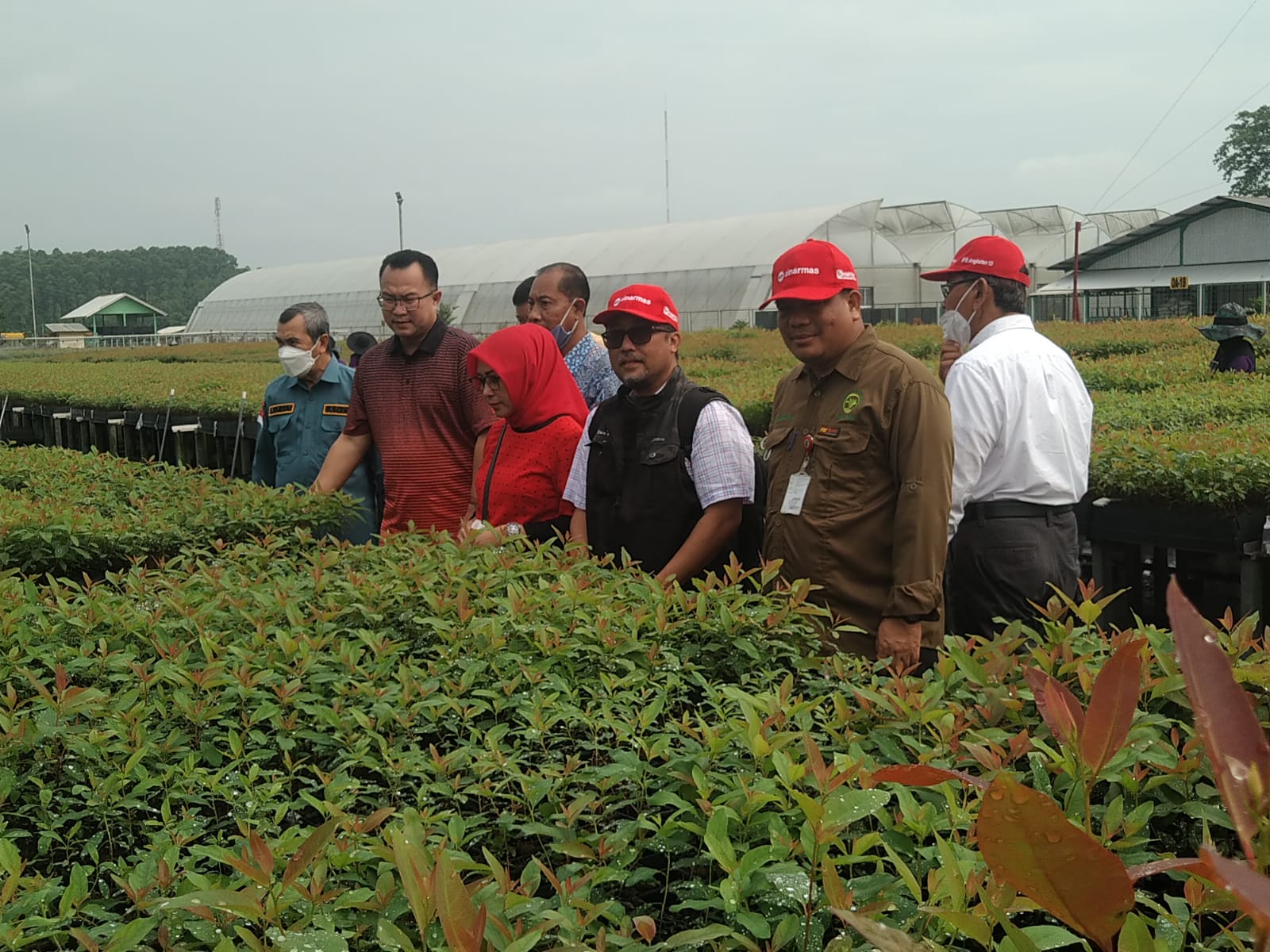 IPB dan Gubri Riau Kunjungi R&D Sinarmas Forestry Tualang