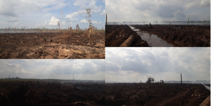 Edi Maskur: Lahan Yang Terbakar Ini Masuk Konsesi PT Arara Abadi