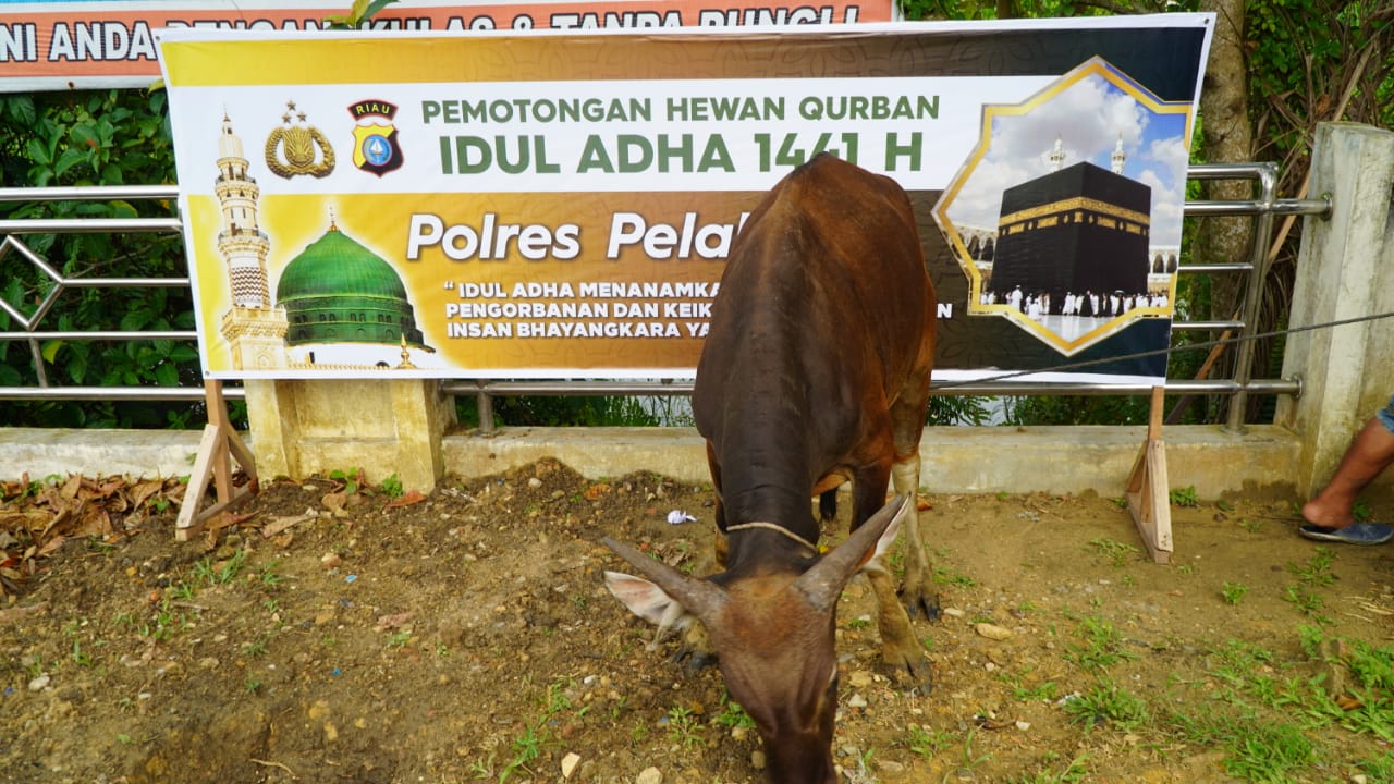 Semangat Keikhlasan dan Berbagi di Idul Adha, Polres Pelalawan Sembelih 9 Ekor Hewan Kurban