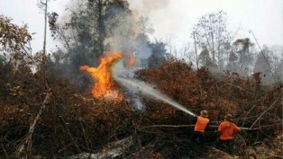 Dari 731 Hektare Karhutla di Riau, 66 Hektare Terjadi di Siak
