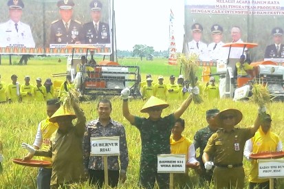 Sampai Saat Ini, Rohil Masih Menjadi Lumbung Padi di Riau