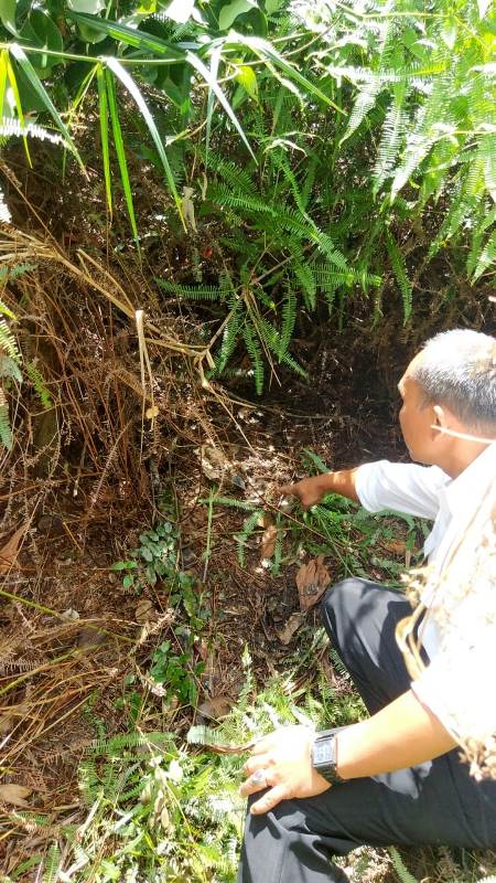 Ditemukan Potongan Kaki Dan Kepala Sapi di Areal Konservasi PT AA, Kuat Dugaan Dimangsa Harimau