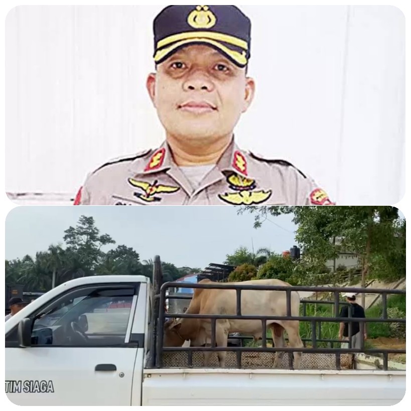 Sumbangsih Kapolres, PWI Pelalawan Akan Sembelih Satu Sapi Qurban