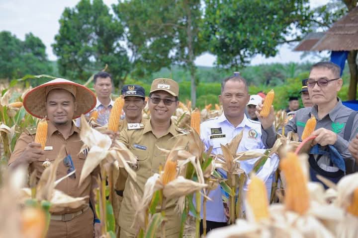 Panen Perdana Jagung Wabup Jhony Charles : Ini Adalah Program Memotivasi Petani