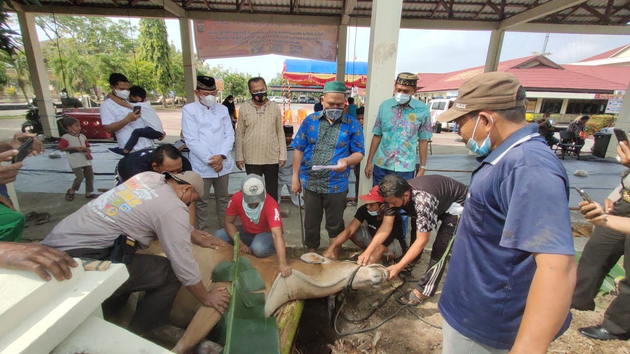 Polres Inhu Potong 16 Sapi dan 5 Kambing Qurban