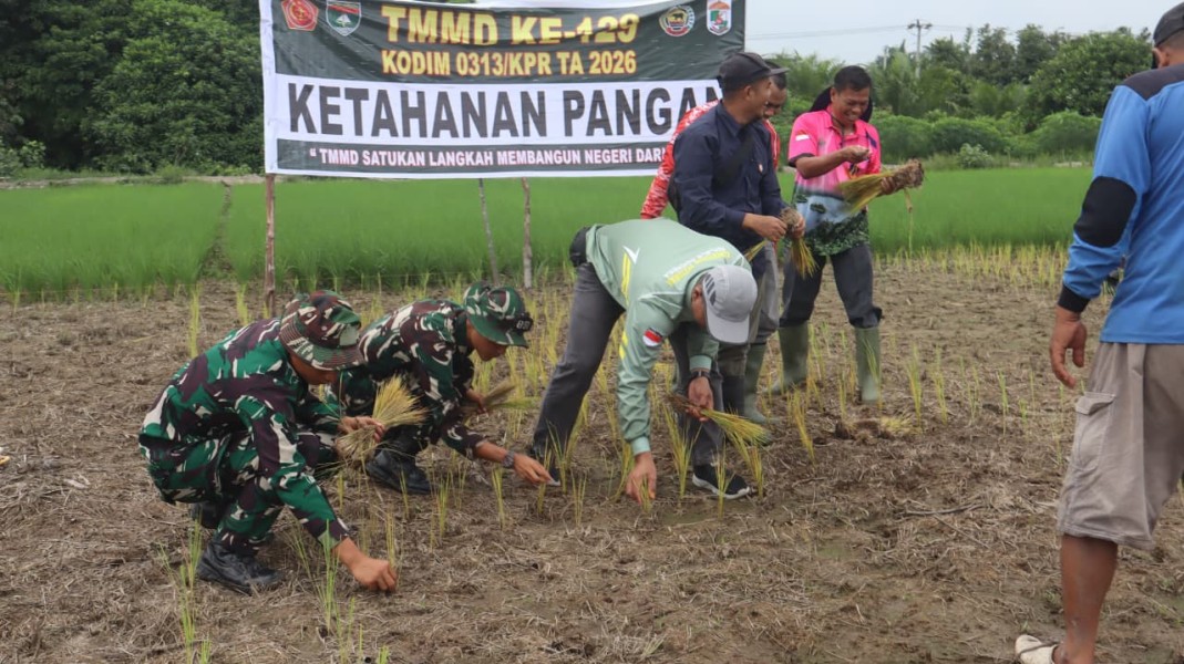 Perkuat Swasembada Pangan di Pelosok Desa, Satgas TMMD Ke-129 Kodim 0313/KPR Turun ke Sawah Tanam Padi di Kuala Panduk