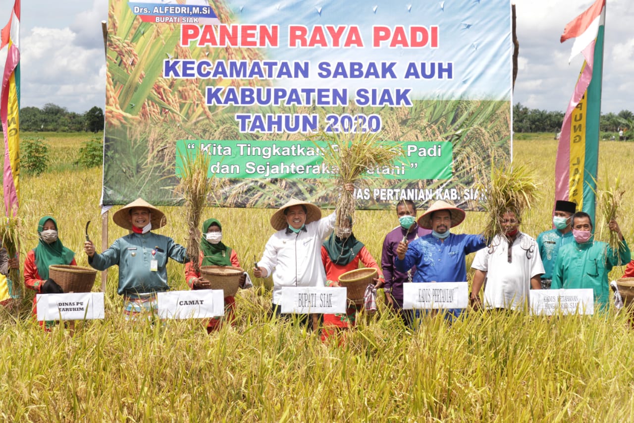 Alfedri Hadiri Panen Raya Padi di Kampung Laksamana Sabak Auh