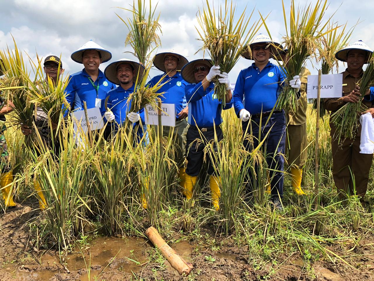 Dibantu RAPP,  Sungai Ara Panen Padi Perdana