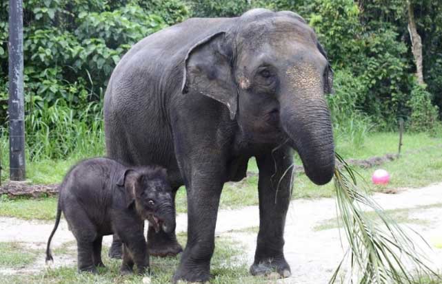 Diberi Nama Harmoni Rimbo Oleh Harris, Anak Gajah Itu Kini Jadi Penghuni TNTN