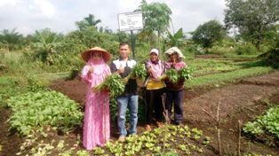 Petani Sayur Binaan PT IKPP Perawang, Raup Penghasilan Ratusan Ribu Perhari