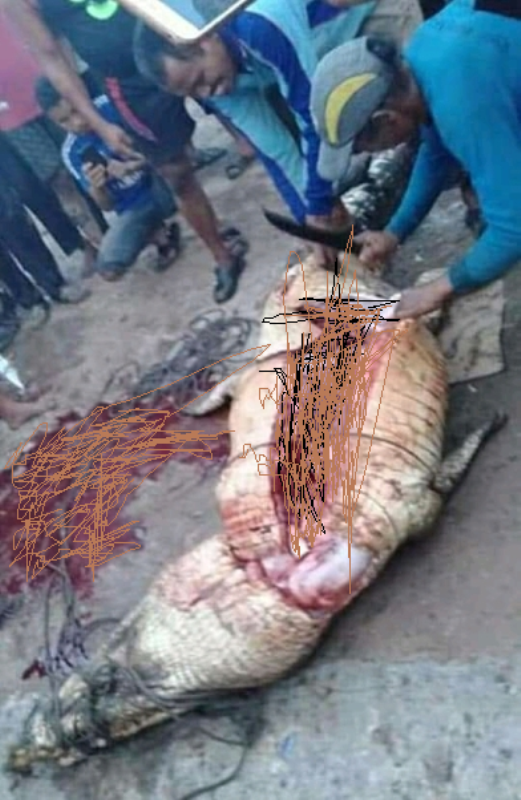 Muntahkan Percikan Daging, Warga Siak Ditemukan Meninggal Didalam Perut Buaya