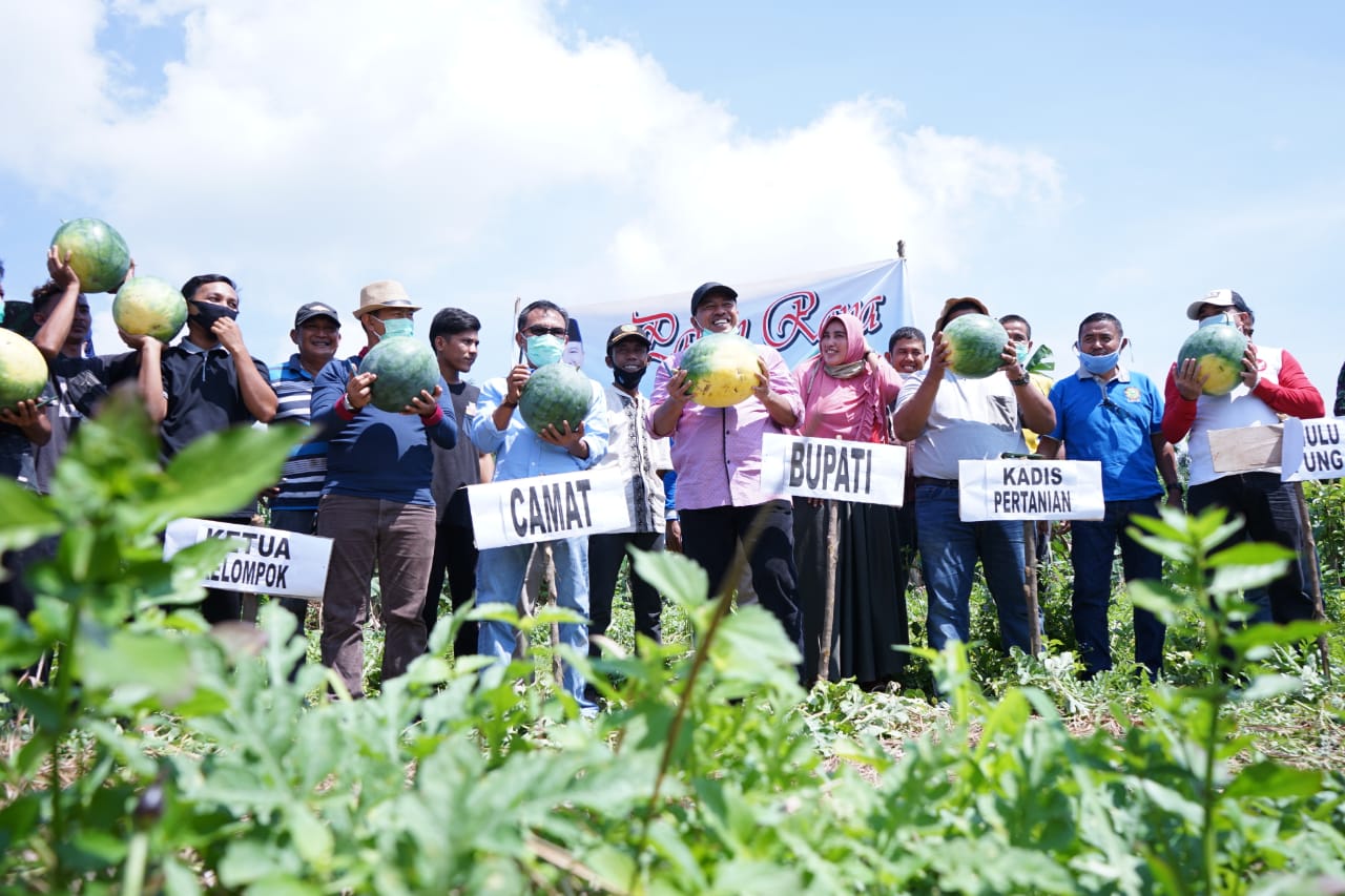 Tidak Terkendala Pandemi Covid-19, Bupati Alfedri Bersama Warga Panen Semangka