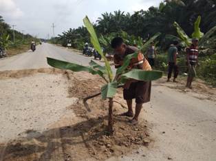 Dua Hari Berturut-turut Kecelakaan, Warga Selat Guntung Tanam Pisang di Jalan