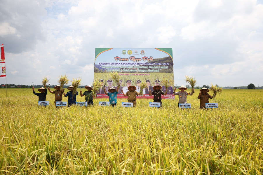 Bupati Alfedri Lakukan Panen Raya Padi di Bungaraya