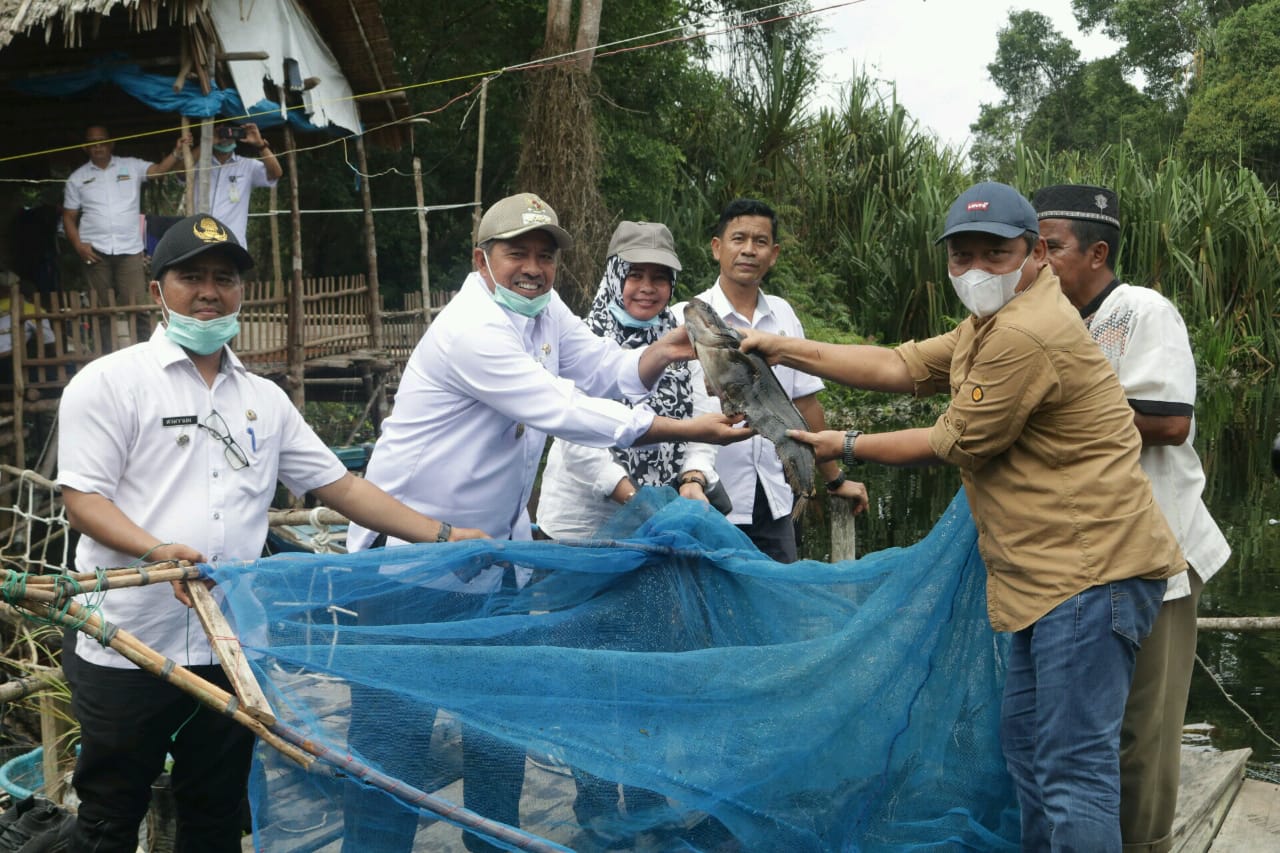 Bupati Alfedri Panen Tapah dan Toman di Danau Zamrud