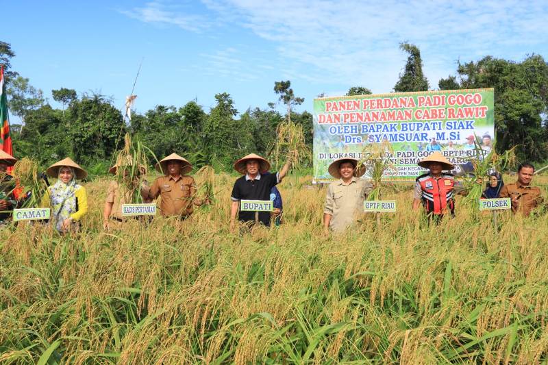 Lahan Tidur Kampung Tengah Produksi Lima Ton Padi