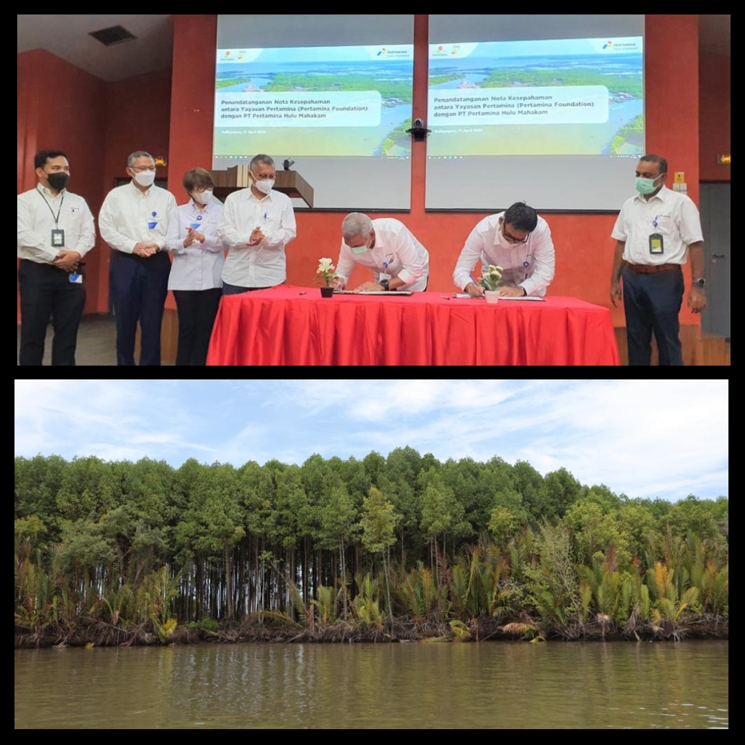 Blue Carbon Initiative, Solusi Pertamina Hulu Indonesia Jaga Mangrove Delta Mahakam