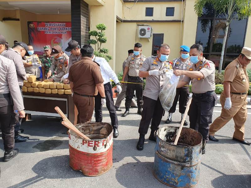 Polres Rokan Hilir Musnahkan Barang Bukti Sekitar 42,1 Kg Daun Ganja Kering