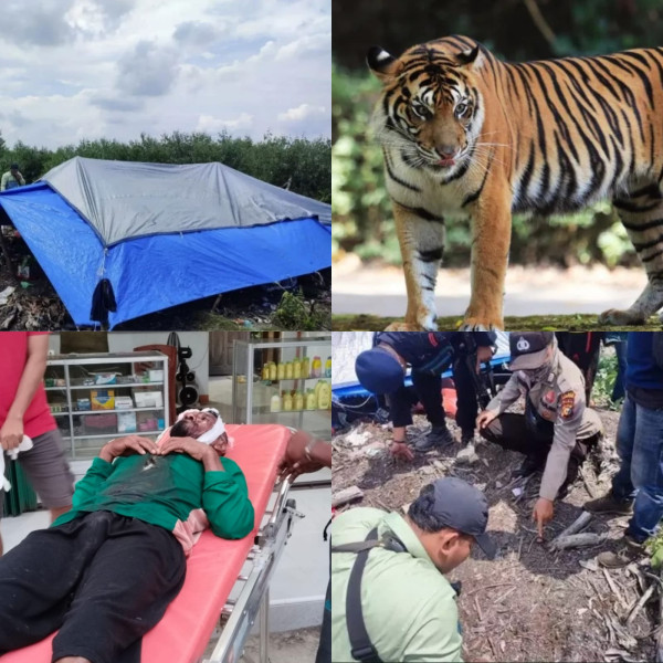 Pasca Serangan Harimau di HTI Arara Abadi, BBKSDA Riau Kosongkan Area Kejadian