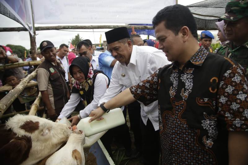 Tingkatkan Populasi Sapi di Siak, Pemerintah Pusat Akan Beri Pelayanan Khusus Kepada Peternak