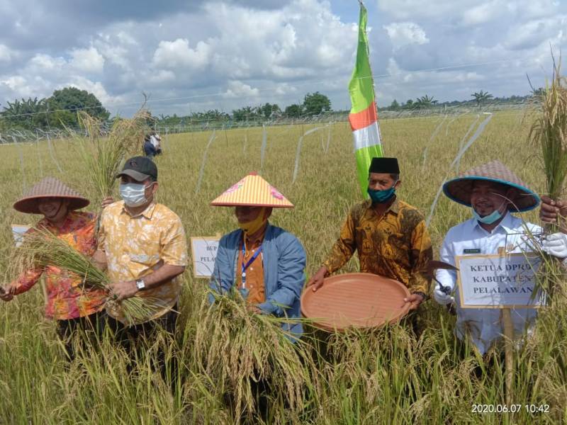 Bupati Harris Hadiri Syukuran Panen Padi Kelompok Tani Lintas Bono
