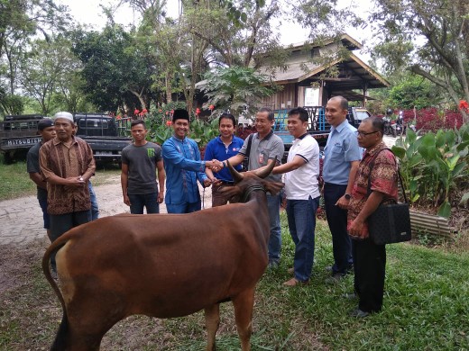 Salurkan 11 Ekor  Sapi Qurban, PT.  IKPP  Berharap Bantuan ini Dapat Bermanfaat Bagi Masyarakat