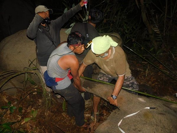 Tali Nilon Jerat Gajah di HTI Arara Abadi
