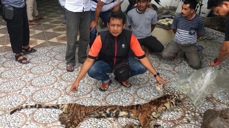 Polda Riau Berhasil Ungkap Kasus Perdagangan Kulit dan Organ Harimau Sumatra di Inhu