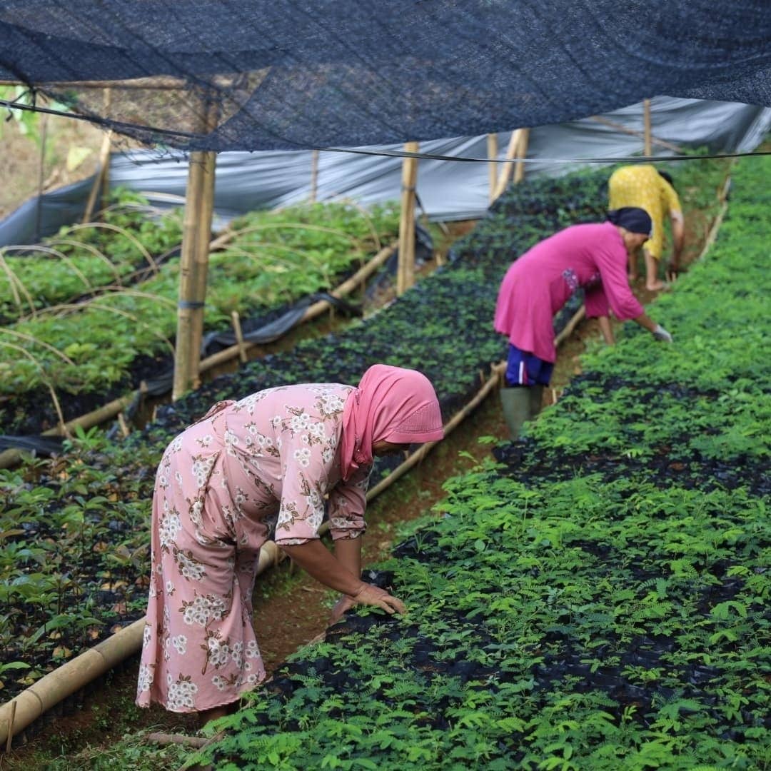 Hasilkan Lebih Setengah Juta Bibit Pohon, BPDASHL Inrok Libatkan 19 Kelompok Tani