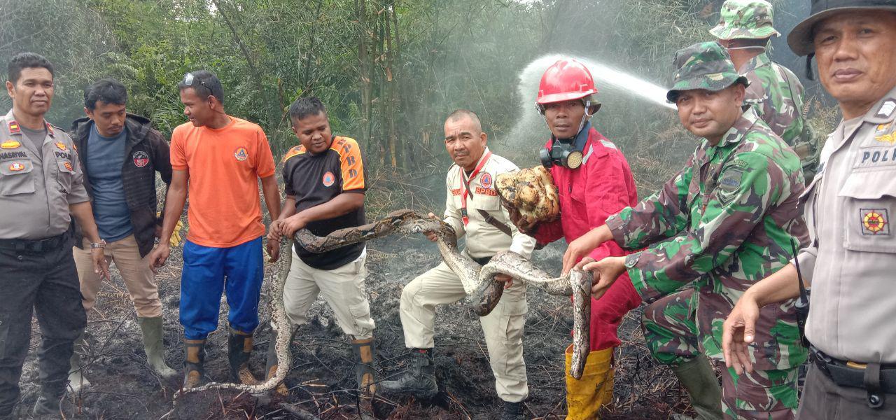 Ular Phyton Mati Terpanggang Saat Lindungi Telur Dari Amukan Karhutla