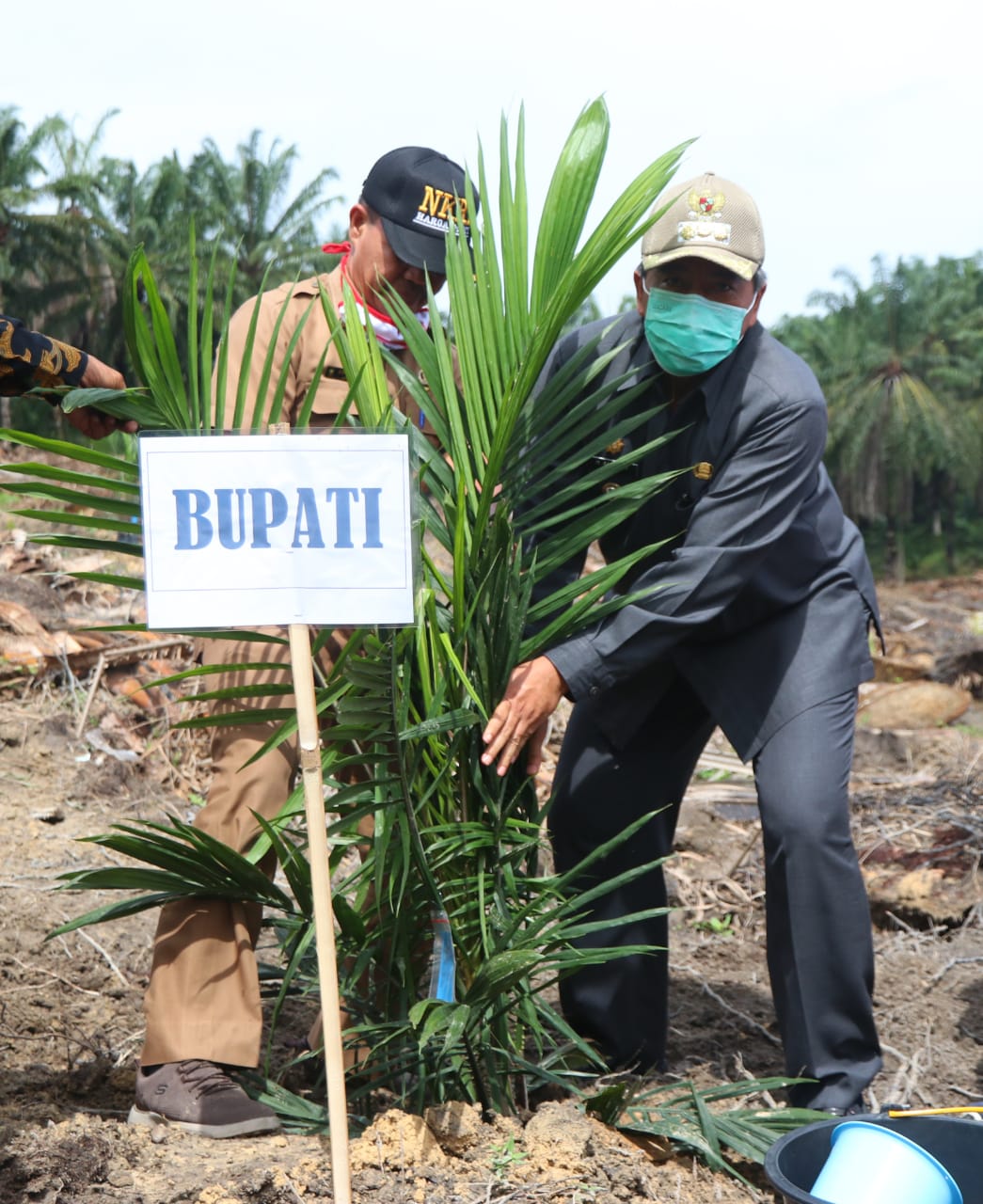 Jadi Unggulan PTPN V, Bupati Alfedri Tanam Perdana Kebun PSR Sialang Baru