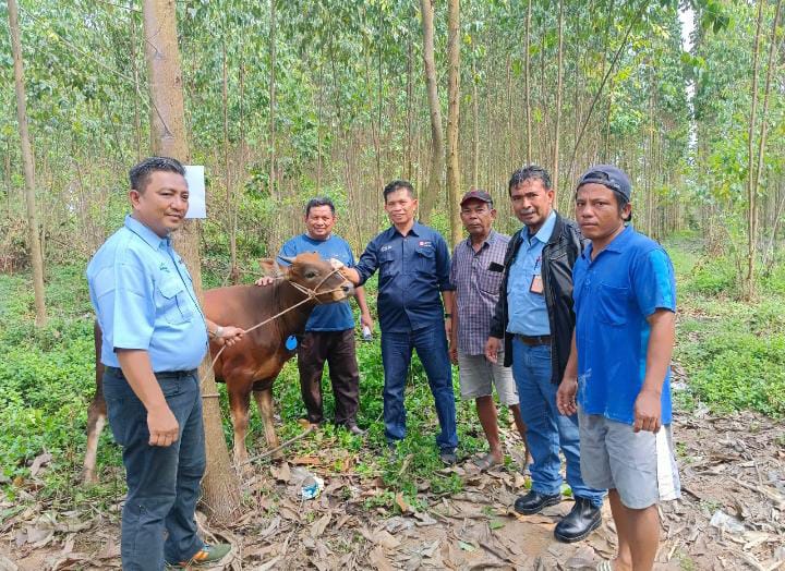 Bentuk Peduli Perusahaan Saat Idul Adha, PT IKPP Perawang Salurkan Belasan Hewan Qurban
