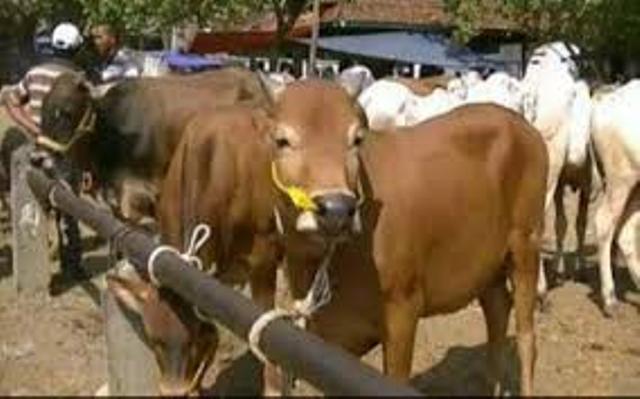 Idul Adha 2018, Total Hewan Qurban di Kabupaten Siak Capai 2.478 Ekor