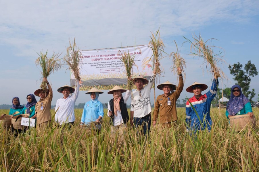 Kelompok Tani Organik Binaan Pertamina EP Sukowati Field Panen Padi Organik Bersama Bupati Bojonegoro