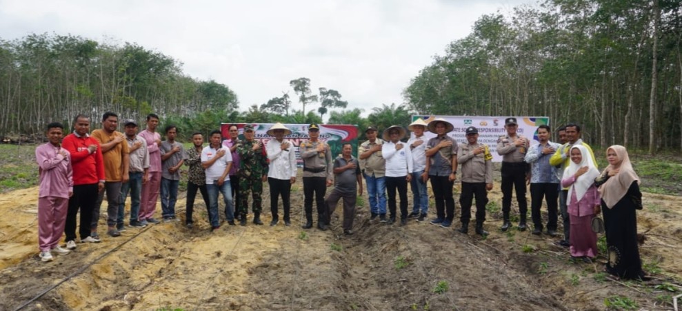 Didukung PT Musim Mas dan Polsek Pangkalan Kuras, Pemdes Tanjung Beringin Gelar Penanaman Jagung Serentak