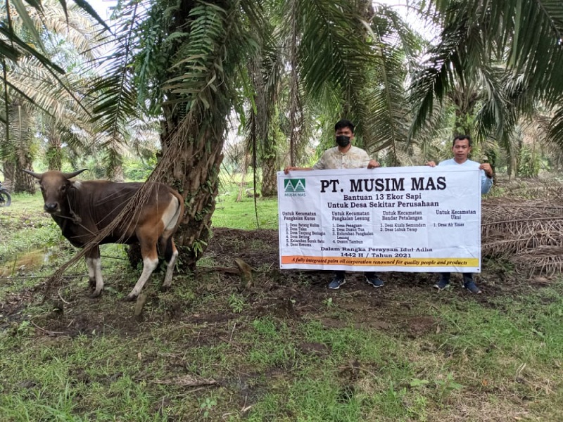 Musim Mas Bagikan 13 Ekor Sapi Qurban ke Desa Sekitar Perusahaan