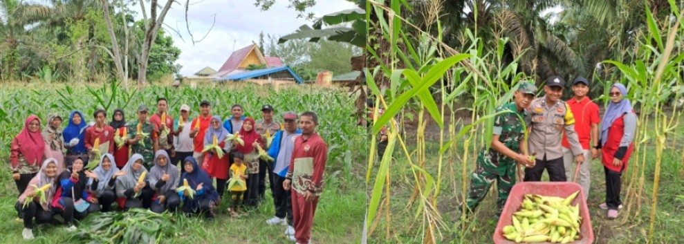 Dukung Program Ketahanan Pangan Pemerintah Pusat, Trimulya Raya Panen Jagung