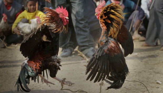 Mantap, Polda Riau Gerebeg Judi Sambung Ayam Terbesar di Rohil